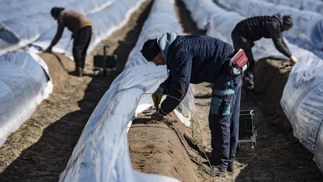 Saisonarbeiter stechen Spargel auf einem Feld