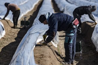 Saisonarbeiter stechen Spargel auf einem Feld