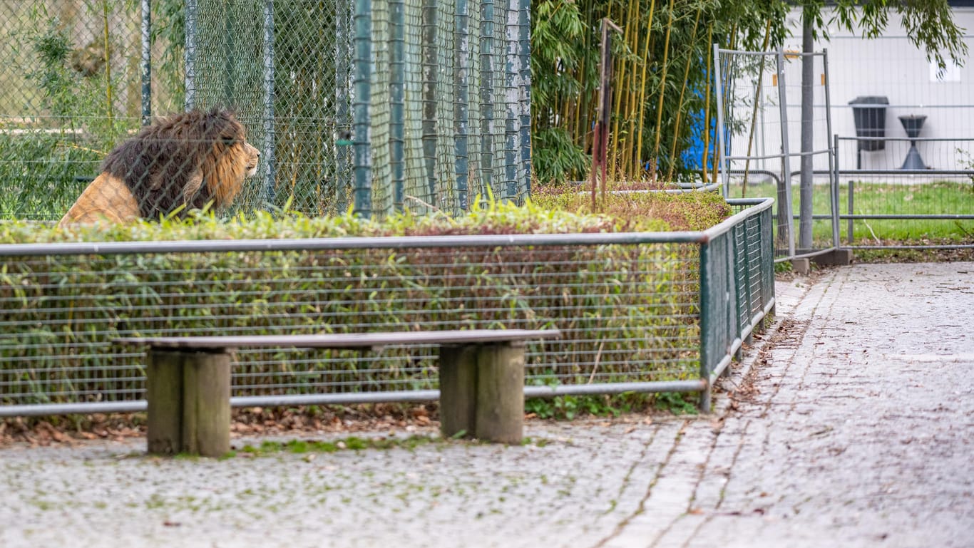 In einem bayerischen Zoo schaut ein Löwe auf verwaiste Wege: Die Tierparks sind für Besucher derzeit ebenfalls geschlossen.