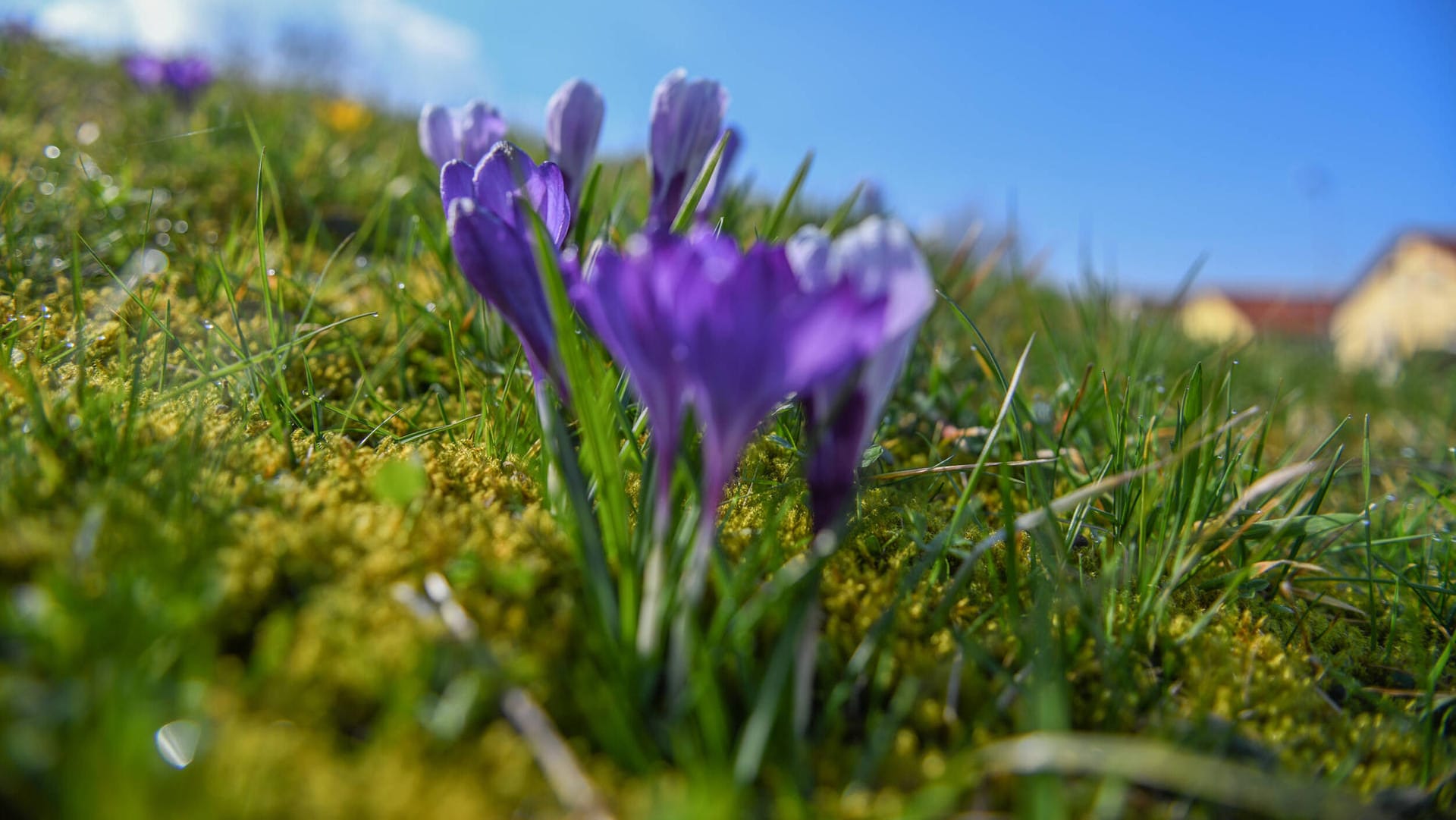 Frühblüher bei Sonnenschein: Der Sonntag wird sonnig und warm – in ganz Deutschland. (Symbolbild)