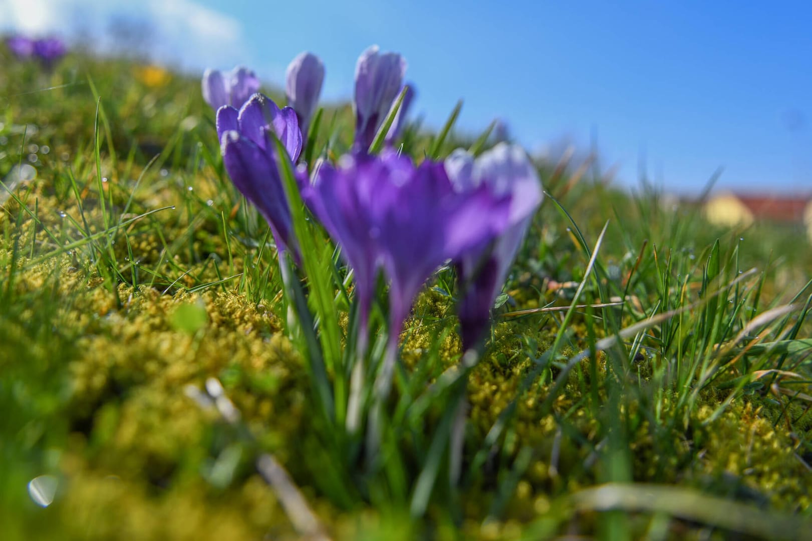 Frühblüher bei Sonnenschein: Der Sonntag wird sonnig und warm – in ganz Deutschland. (Symbolbild)