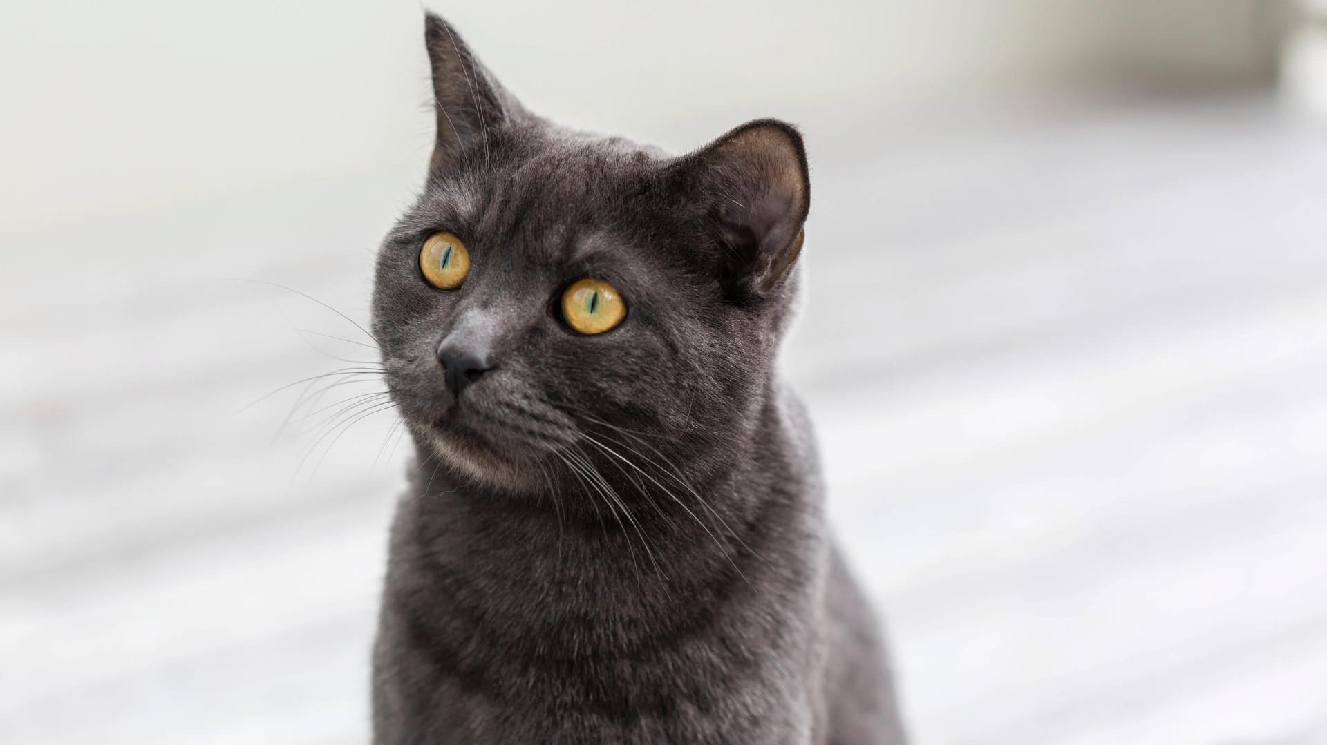 Eine Hauskatze: In Niedersachsen musste die Polizei wegen eines Stubentigers anrücken. (Symbolbild)