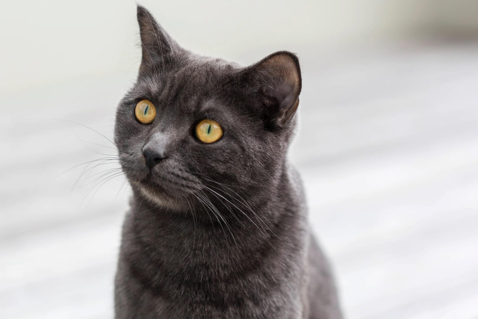 Eine Hauskatze: In Niedersachsen musste die Polizei wegen eines Stubentigers anrücken. (Symbolbild)