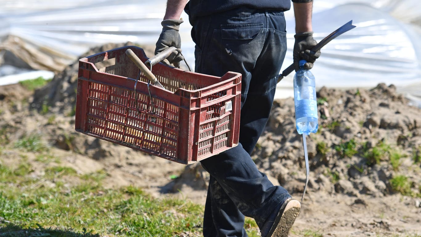 40.000 Saisonkräfte aus Osteuropa sollen im April und im Mai unter Auflagen einreisen dürfen.