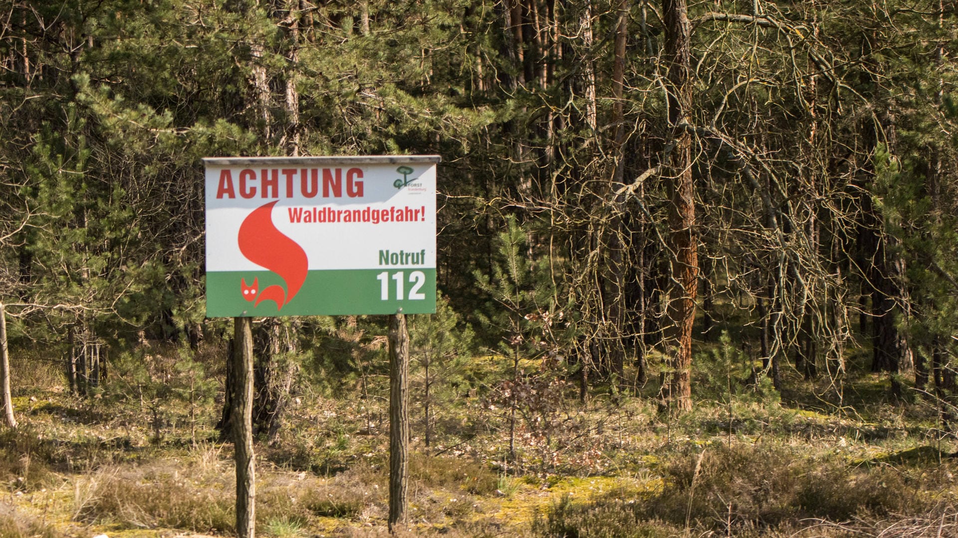 Wald in Brandenburg (Symbolfoto): Bei Wandlitz brennen 25 Hektar Wald.