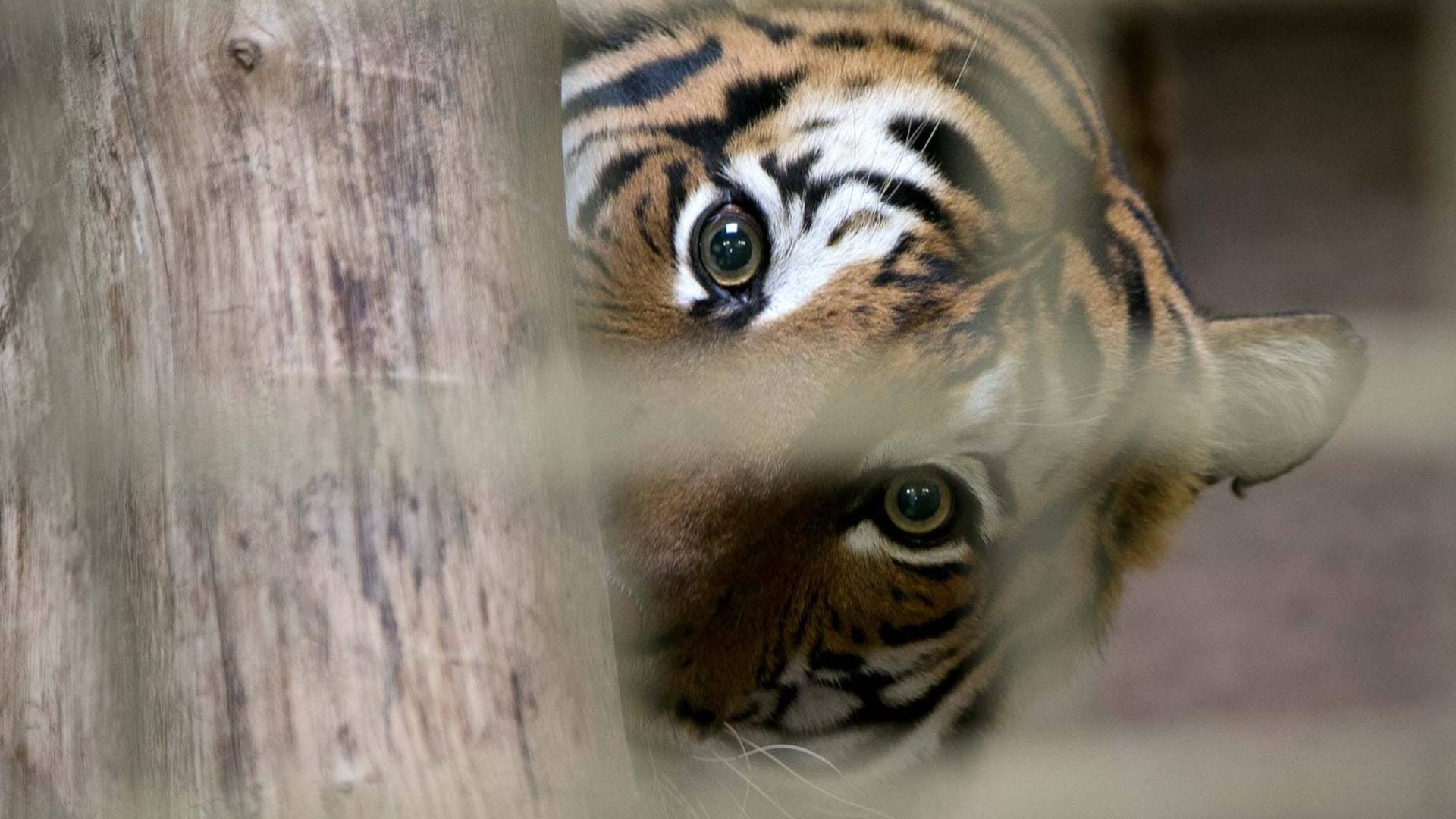 Ein malaysischer Tiger (Symbolfoto): In einem Zoo in New York hat sich eine Großkatze mit SARS-CoV-2 infiziert.