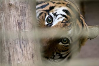 Ein malaysischer Tiger (Symbolfoto): In einem Zoo in New York hat sich eine Großkatze mit SARS-CoV-2 infiziert.