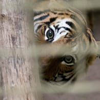 Ein malaysischer Tiger (Symbolfoto): In einem Zoo in New York hat sich eine Großkatze mit SARS-CoV-2 infiziert.