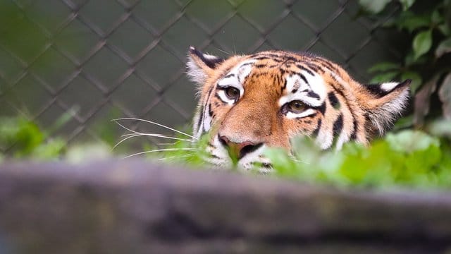 In einem Zoo in New York wurde das Coronavirus bei einem Tiger festgestellt. In einem Zoo in New York wurde das Coronavirus bei einem Tiger festgestellt.