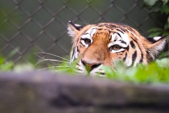 In einem Zoo in New York wurde das Coronavirus bei einem Tiger festgestellt.