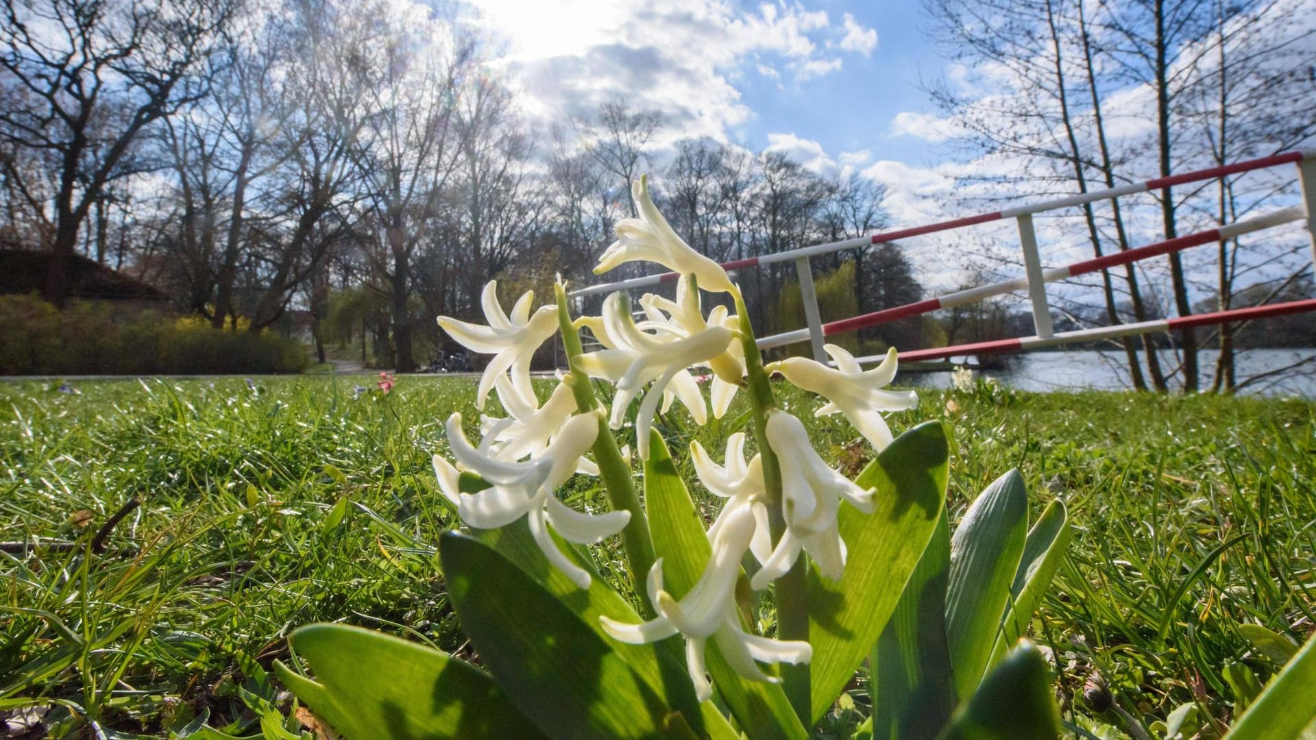 Blumen auf einer Wiese im Sonnenschein: Die Osterwoche startet überall in Deutschland mit viel Sonne. Blumen auf einer Wiese im Sonnenschein: Die Osterwoche startet überall in Deutschland mit viel Sonne.