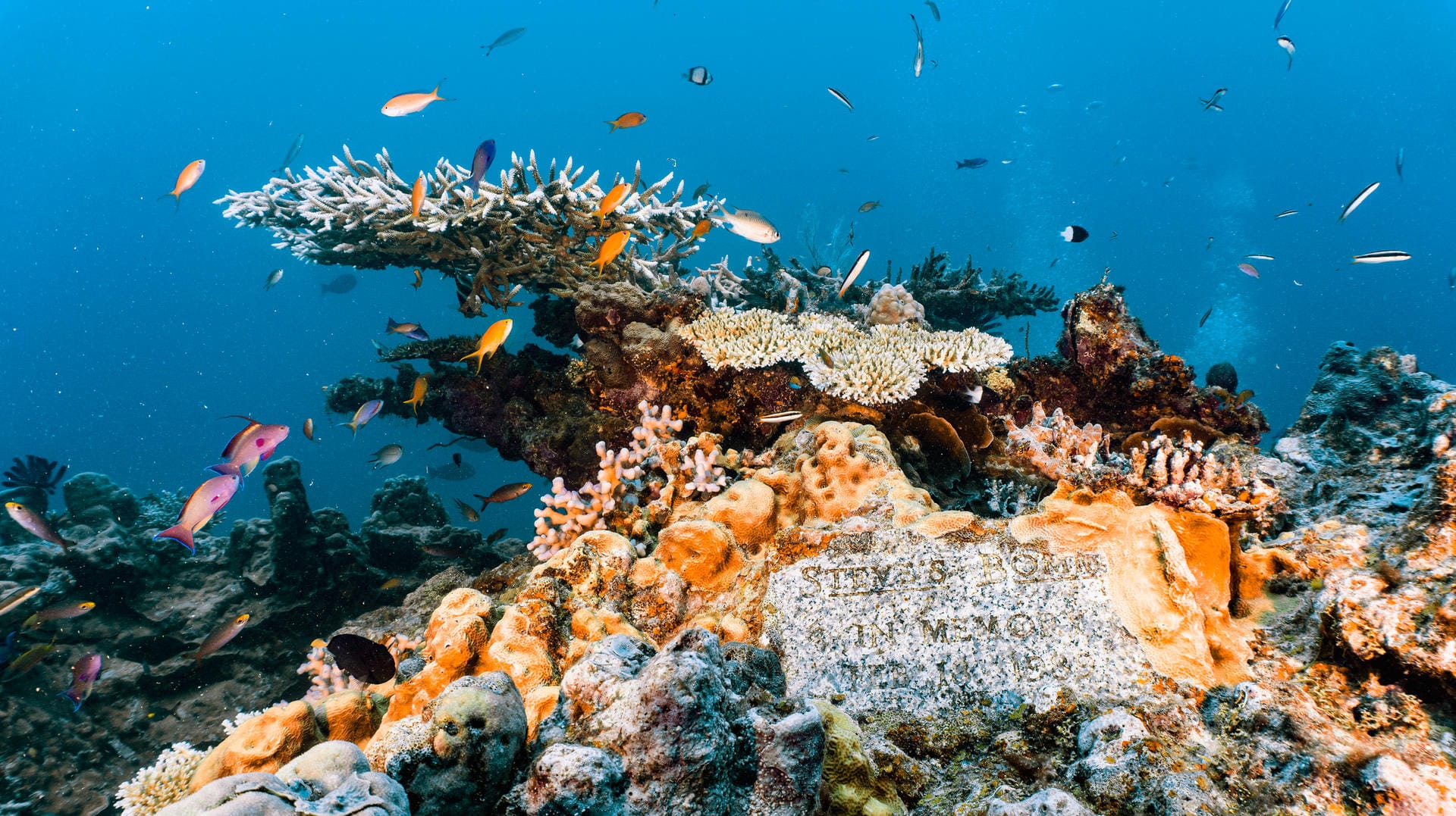 Great Barrier Reef: Das größte Korallenriff der Welt hat mit einer aktuen Bleiche zu kämpfen.