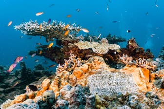 Great Barrier Reef: Das größte Korallenriff der Welt hat mit einer aktuen Bleiche zu kämpfen.