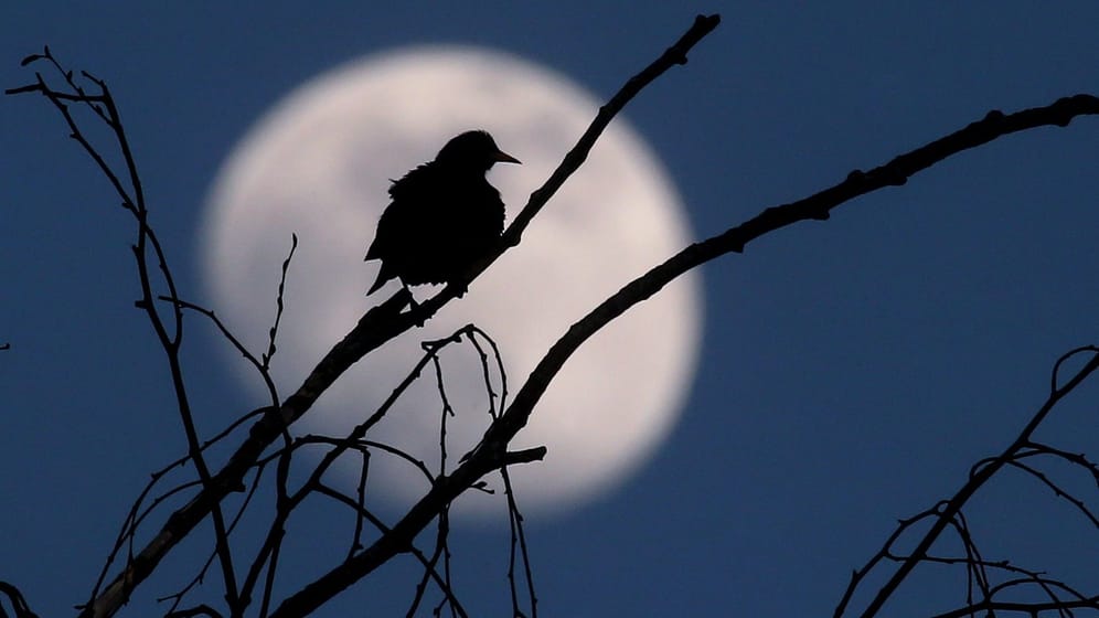 Ein Vogel vor dem Vollmond: Wie gelingen gute Aufnahmen vom Nachthimmel?