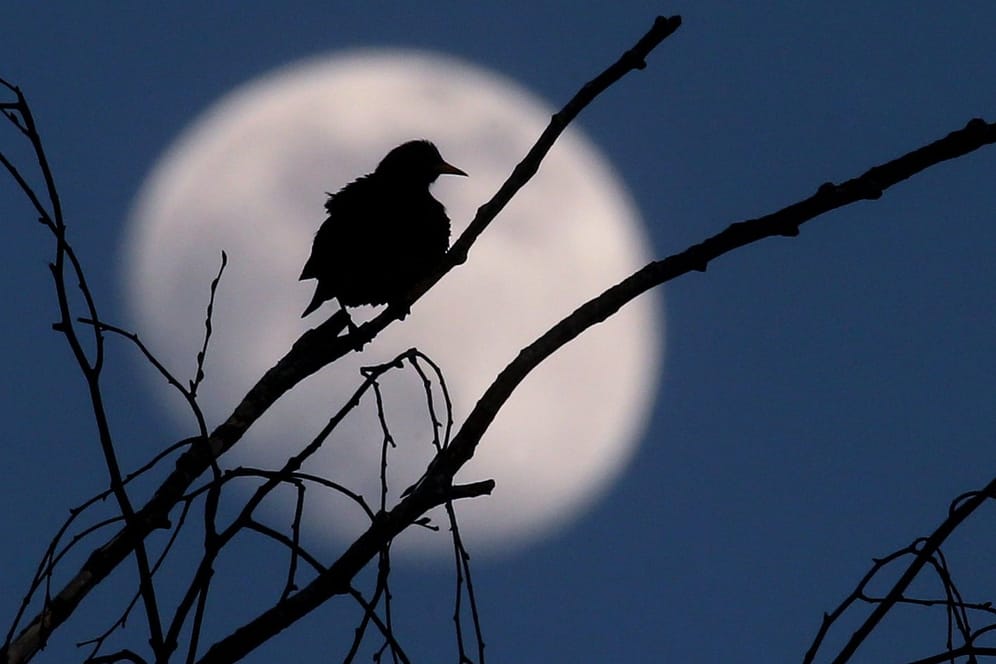 Ein Vogel vor dem Vollmond: Wie gelingen gute Aufnahmen vom Nachthimmel?