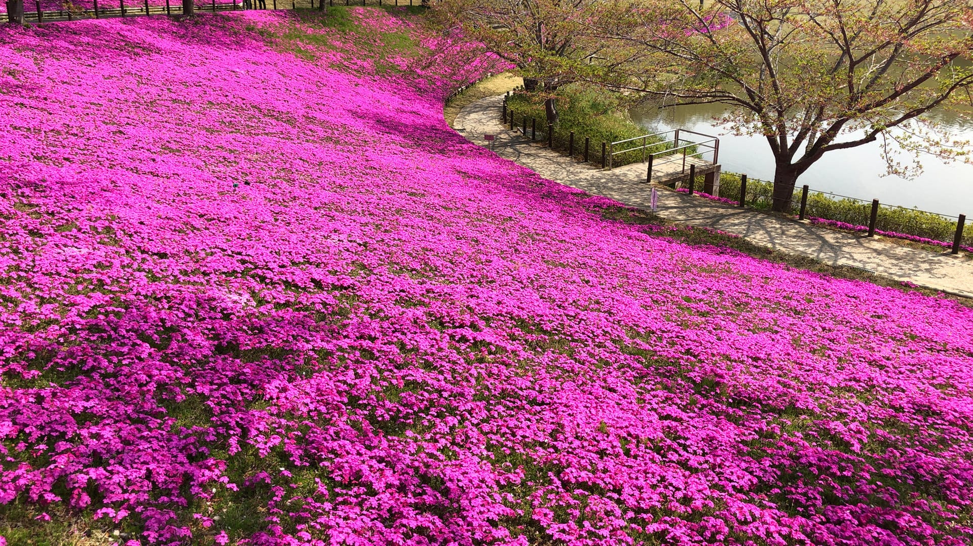 Polster-Phlox: Die pinkfarbenen Blüten führten zur Bezeichnung "Pink Moon".