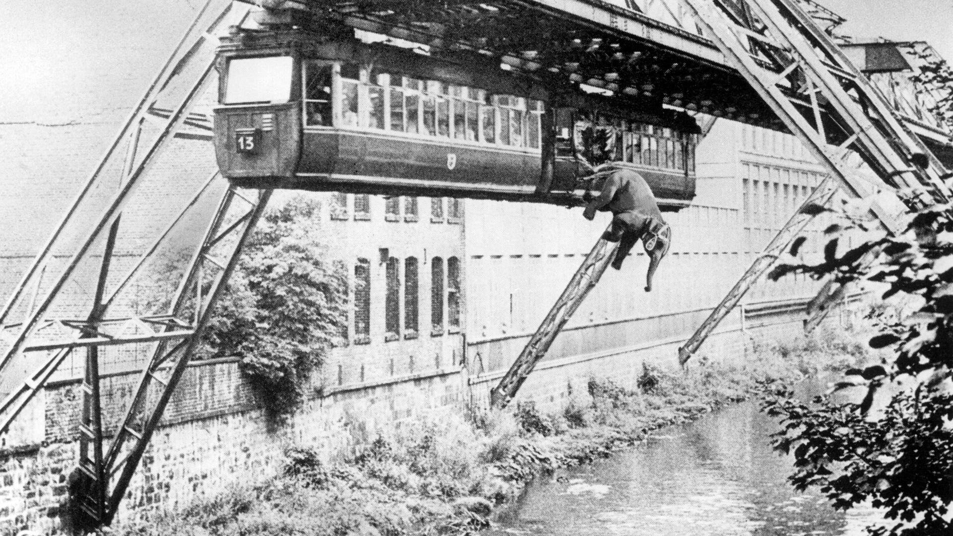 Fotomontage: Elefant fällt aus Schwebebahn in Wuppertal