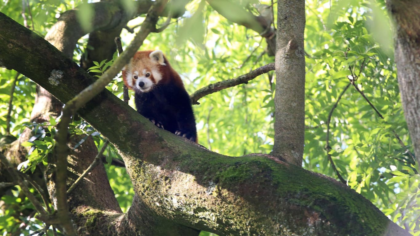Roter Panda im Dortmunder Zoo: Für die Zoobewohner können Tierpatenschaften abgeschlossen werden.