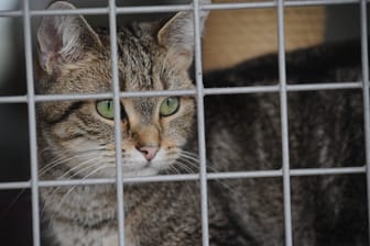 Katze im Tierheim: Das Coronavirus hat auch auf Tiere, Tierschützer und -besitzer einen Einfluss.