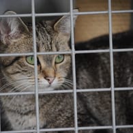 Katze im Tierheim: Das Coronavirus hat auch auf Tiere, Tierschützer und -besitzer einen Einfluss.