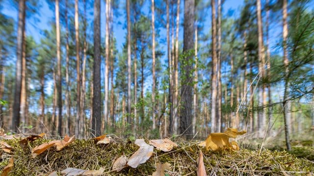 Der Klimawandel wirkt sich deutlich auf die Wälder in Deutschland aus.