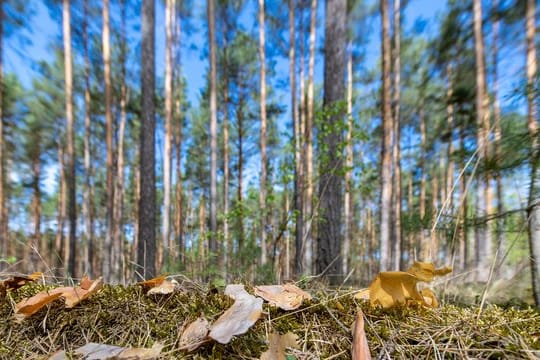 Der Klimawandel wirkt sich deutlich auf die Wälder in Deutschland aus.