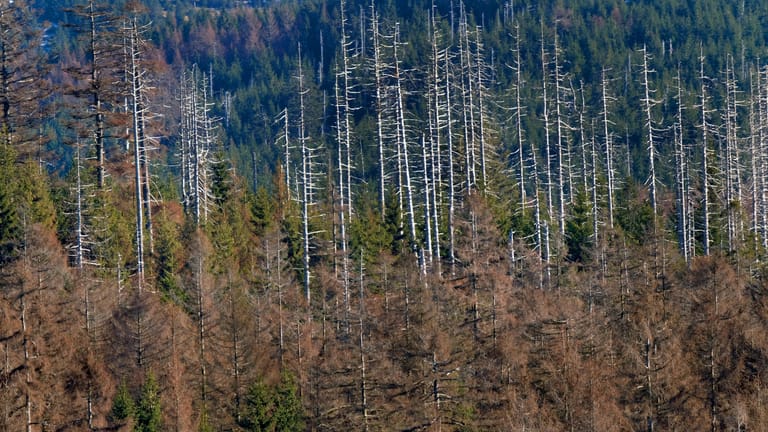 Problem Baumsterben: Noch nie seit 1984 war der Anteil der Bäume mit gesunden Kronen in Deutschland so gering wie im vergangenen Jahr. Immer mehr Bäume sterben ab (hier ein Bild aus dem Nationalpark Harz).