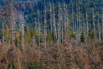 Problem Baumsterben: Noch nie seit 1984 war der Anteil der Bäume mit gesunden Kronen in Deutschland so gering wie im vergangenen Jahr. Immer mehr Bäume sterben ab (hier ein Bild aus dem Nationalpark Harz).