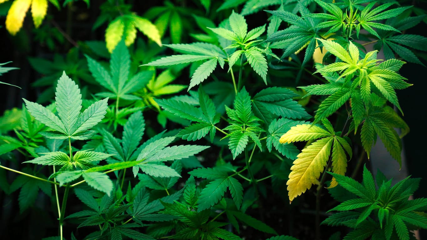 Marihuana-Pflanzen: Ein Modellversuch für Berlin, Cannabis als Genussmittel einzuführen, ist vorerst abgelehnt worden.