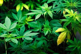 Marihuana-Pflanzen: Ein Modellversuch für Berlin, Cannabis als Genussmittel einzuführen, ist vorerst abgelehnt worden.