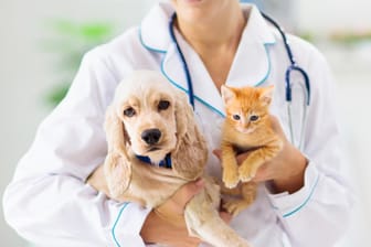 Haustiere: Zwei Haustierarten können sich bei Menschen mit dem Coronavirus infizieren.