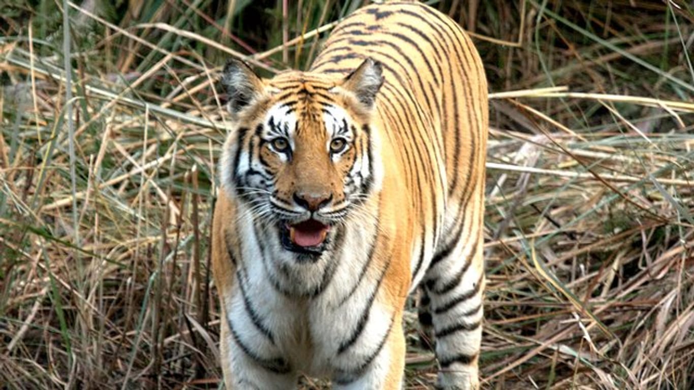 Tiger sind vom Aussterben bedroht, doch langsam nimmt ihre Zahl wieder zu.
