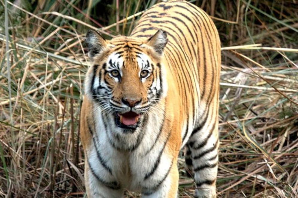 Tiger sind vom Aussterben bedroht, doch langsam nimmt ihre Zahl wieder zu.