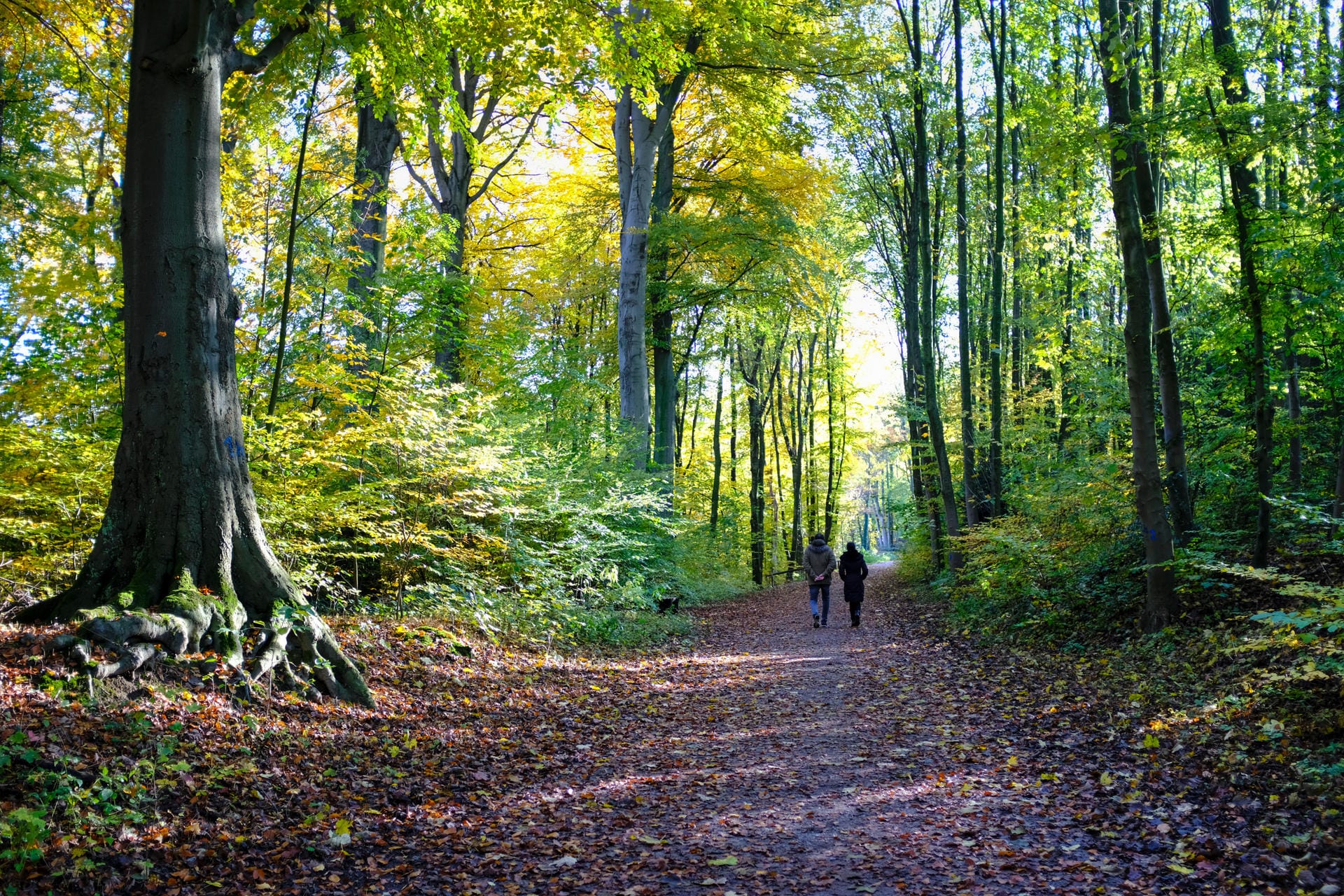 Spaziergänger im Wald in Essen-Bredeney: Die Stadt warnt vor hoher Waldbrandgefahr in diesen Tagen. Spaziergänger im Wald in Essen-Bredeney: Die Stadt warnt vor hoher Waldbrandgefahr in diesen Tagen.