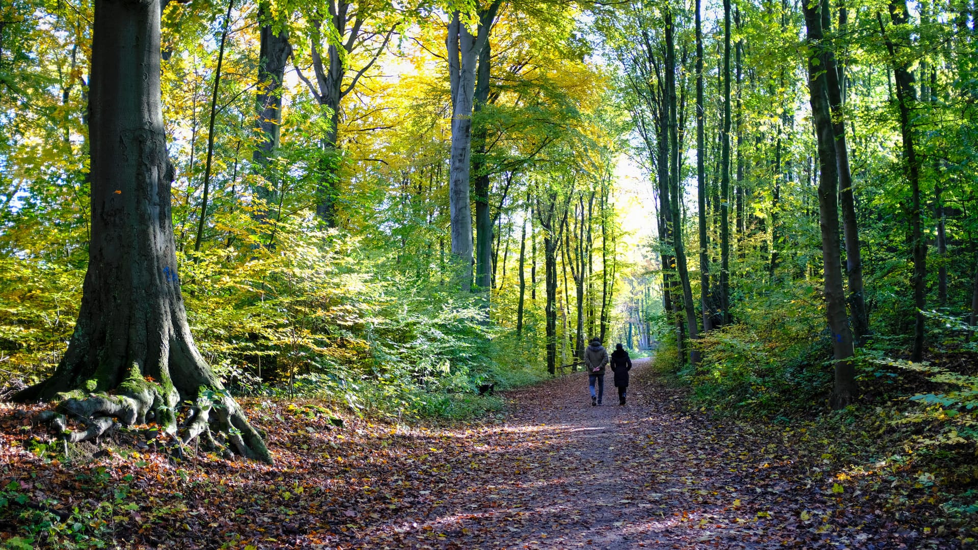 Spaziergänger im Wald in Essen-Bredeney: Die Stadt warnt vor hoher Waldbrandgefahr in diesen Tagen. Spaziergänger im Wald in Essen-Bredeney: Die Stadt warnt vor hoher Waldbrandgefahr in diesen Tagen.