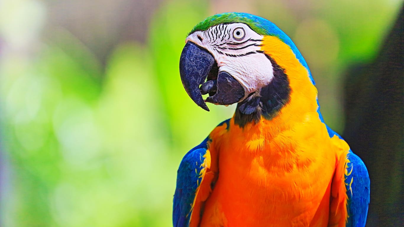 Körpersprache von Papageien: In der Regel weicht ein Papagei bei einem Zuviel an Nähe von selbst mit dem ganzen Körper zurück.