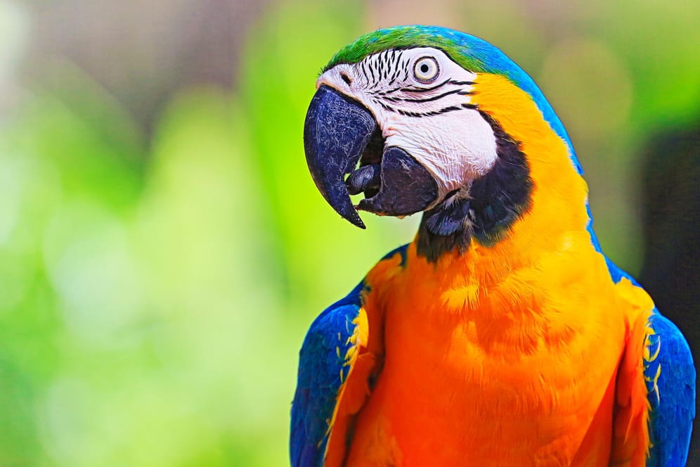 Körpersprache von Papageien: In der Regel weicht ein Papagei bei einem Zuviel an Nähe von selbst mit dem ganzen Körper zurück.