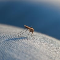 Stechmücke: Beim Blutsaugen kann sie Krankheiten auf den Menschen übertragen.