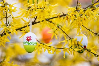 Ostereier im Forsythienstrauch