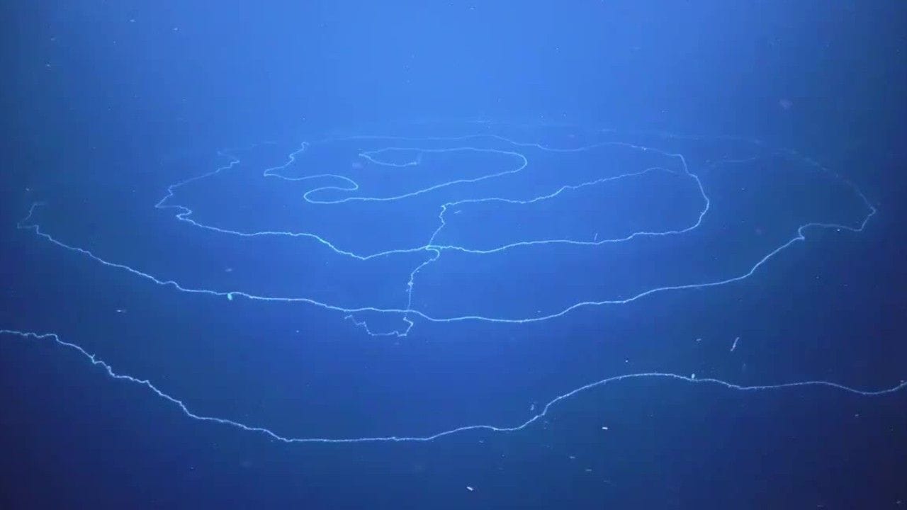 Unterwasser-Aufnahmen: Forscher haben einen 120-Meter-Giganten entdeckt.