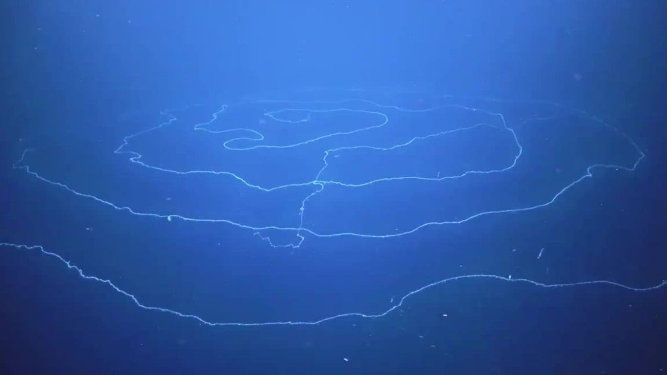 Unterwasser-Aufnahmen: Forscher haben einen 120-Meter-Giganten entdeckt.