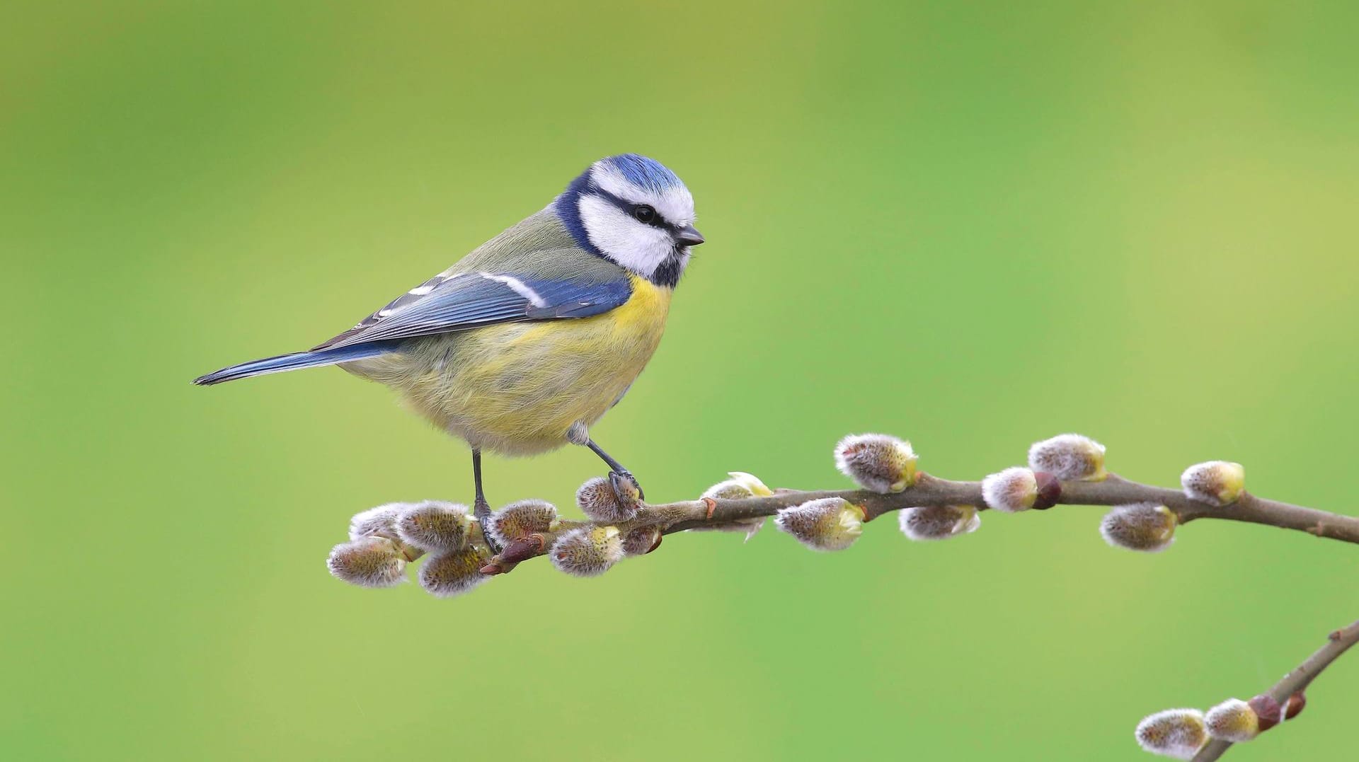 Blaumeise: So sieht eine gesunde Blaumeise aus.