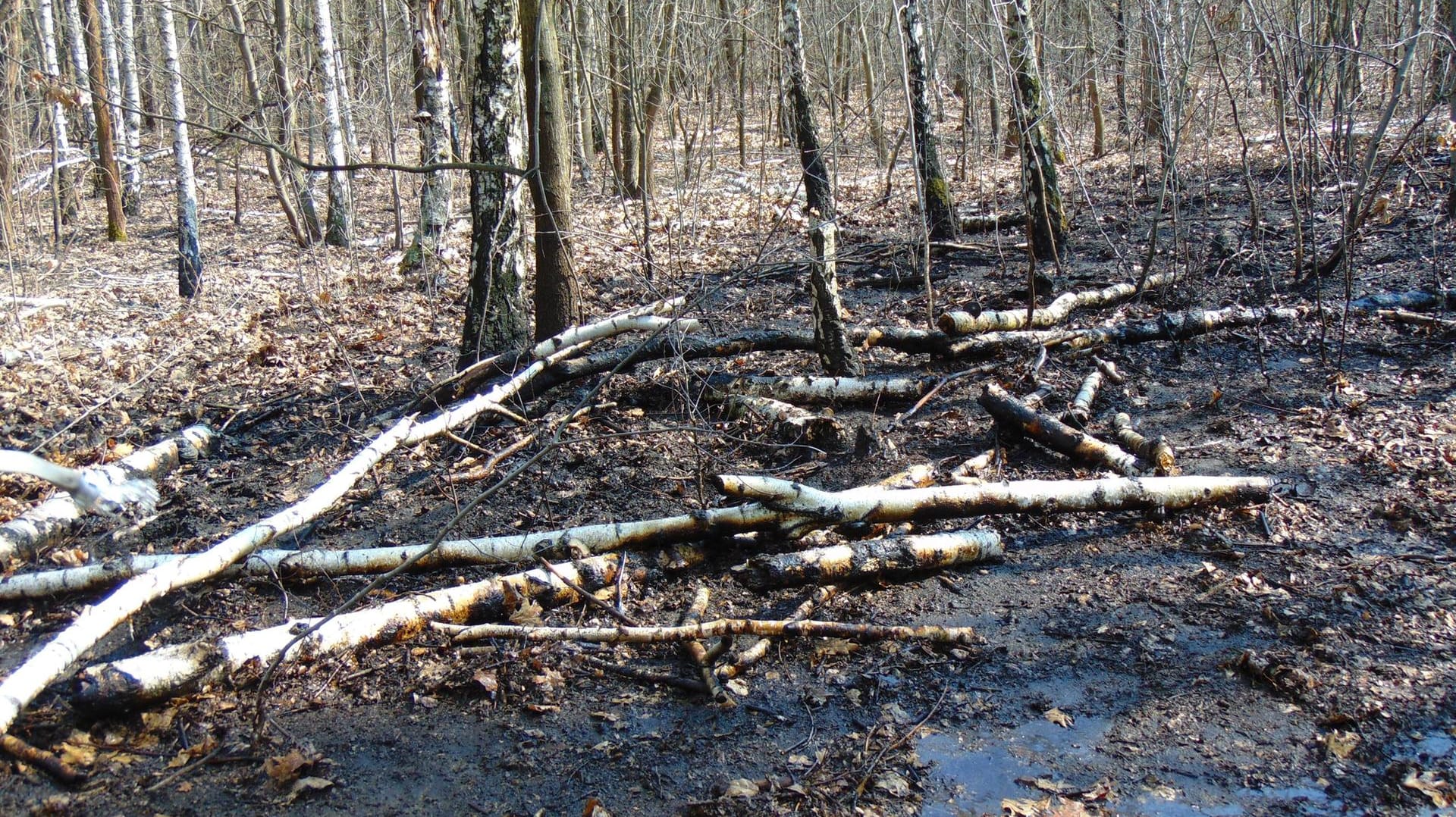 Wald: Eine Frau in Leipzig ist nach einem Angriff gestorben (Symbolbild).