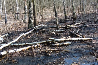 Wald: Eine Frau in Leipzig ist nach einem Angriff gestorben (Symbolbild).