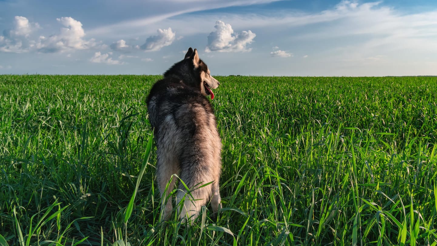 Niederbayern: Hund hat seinem Herrchen ins Gesicht gebissen (Symbolbild).