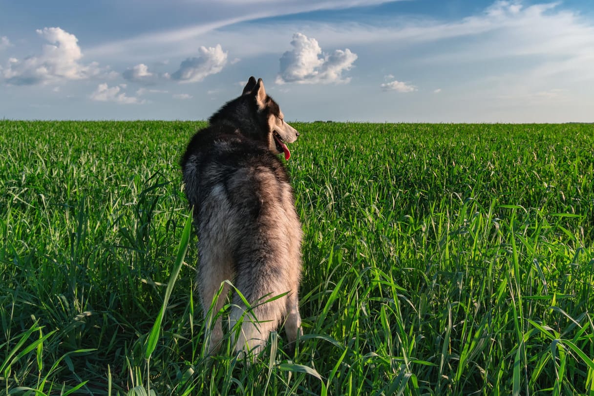 Niederbayern: Hund hat seinem Herrchen ins Gesicht gebissen (Symbolbild).