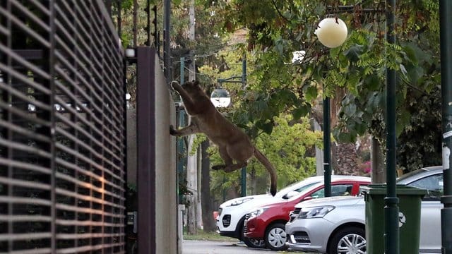 Ein Puma springt an einer Straße in Santiago de Chile über eine Mauer.