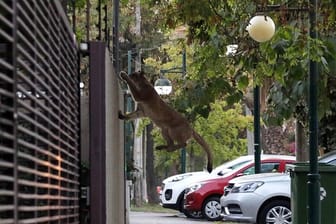 Ein Puma springt an einer Straße in Santiago de Chile über eine Mauer.