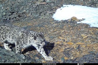 Tierschützer der Umweltorganisation WWF in Russland gelang mit dieser Fotofalle eine Aufnahme von einem Schneeleoparden.