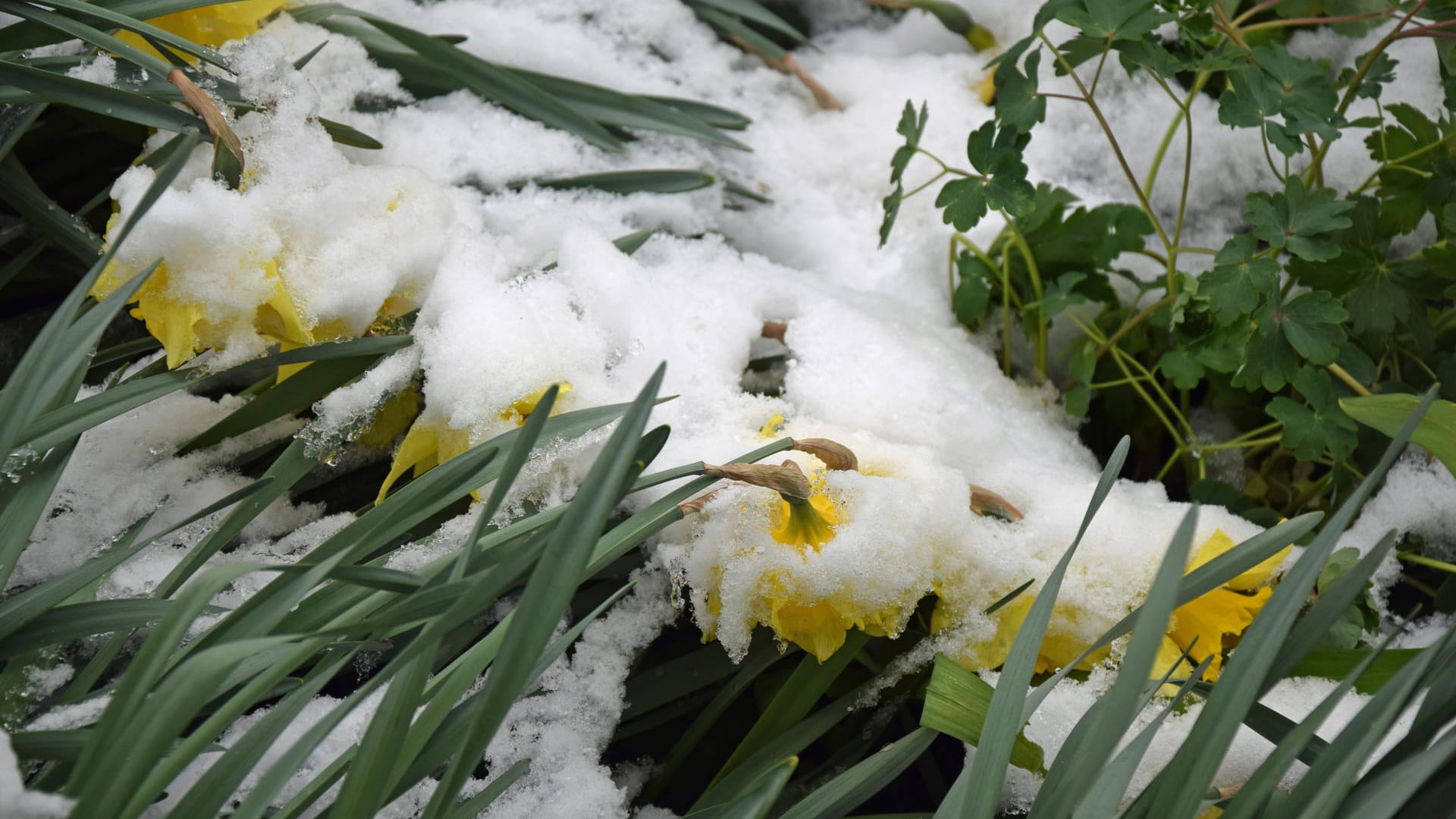 Nach dem sonnigen Osterwochenende droht es mancherorts sogar zu schneien. Nach dem sonnigen Osterwochenende droht es mancherorts sogar zu schneien.